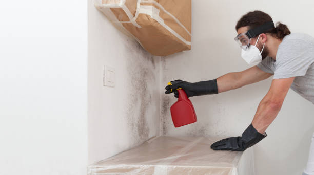 Professional Black Mold Remediation technician working in Shelbyville, MI