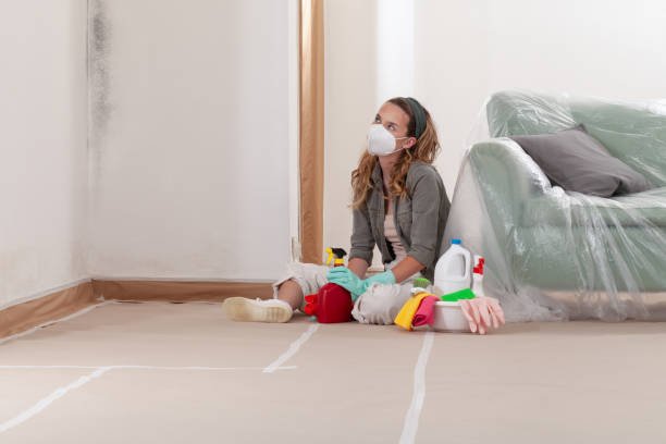 Reliable Black Mold Remediation contractor in Shelbyville, MI by 24 Hour Mold Removal