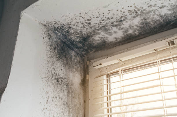 Affordable Black Mold Remediation solutions in Shelbyville, MI